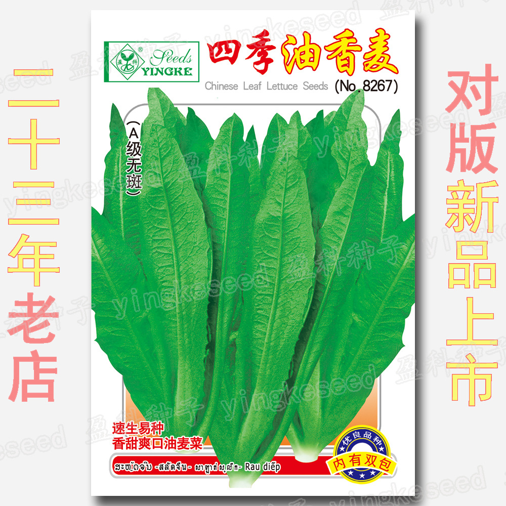 约7020粒四季油香麦菜种籽 香甜油麦菜种子 香荬 香唛菜种籽 荬菜