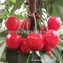 福星 福晨大樱桃树苗 北方南方种植嫁接矮化新品种车厘子树苗