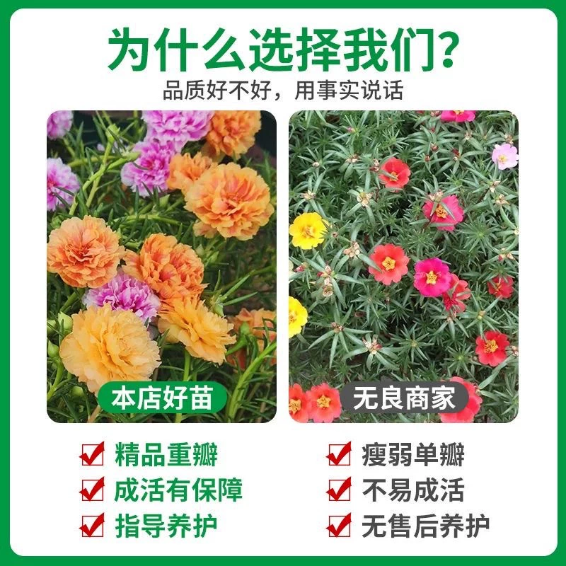 Саженцы подсолнечника с двойными лепестками смешанных цветов с корнями, почвой и цветочными бутонами в горшках, разноцветные многолетние ветви, большой цветочный двор