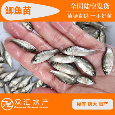 鲫鱼苗 湘云鲫 中科5号 工程鲫鱼苗 高背白鲫苗 高产杂交鲫鱼|ru