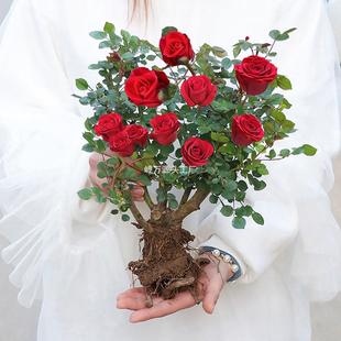 Juice Multi-Color Rose Seedlings, Extra-Large Flowers, Four-Season Rose Flowers, Balcony Roses, Red Saplings, Old Stump Potted Plants