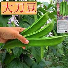 NrҸ߮at׵󵶶ٌⶹǴ󵶶÷Nֲ