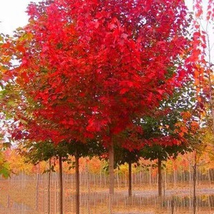 �����t������t�ڵ����ձ��t���t�輧ͥԺ�G����ľ�^�p�L����