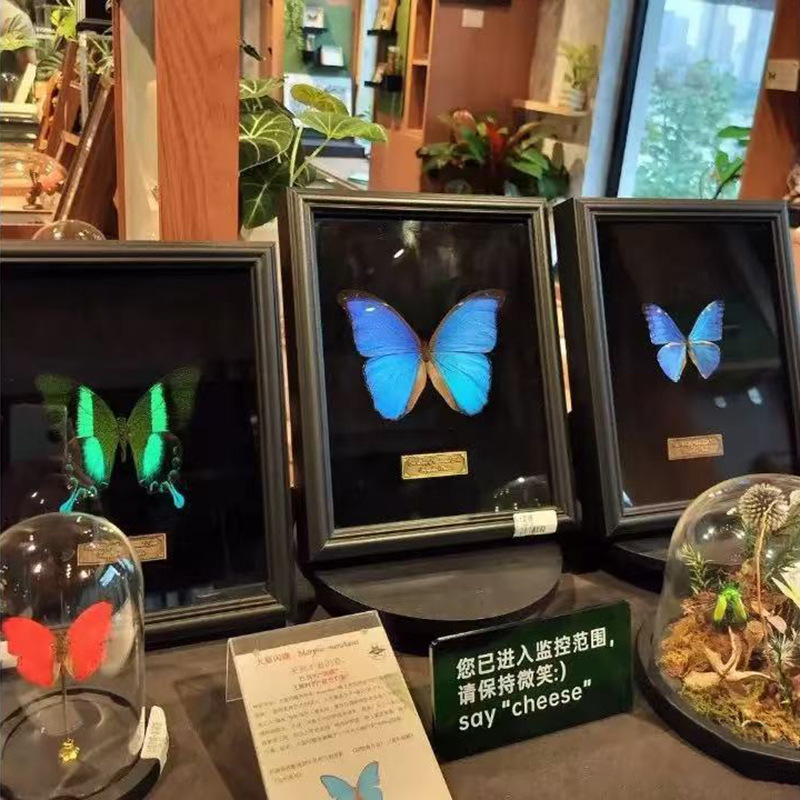 Butterfly Specimen Photo Frame Empty Frame Table Black High-End A3 Glass Display Frame Stereo Hollow Photo Frame Large Size Butterfly Specimen Photo Frame Empty Frame Table Black High-End A3 Glass Display Frame Stereo Hollow Photo Frame Large Size