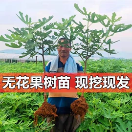 盆栽;种子;树苗