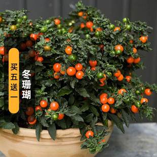 Winter Coral Seeds 30 Auspicious Fruit Seeds Perennial Outdoor Potted Fruit Plants All Year Round Coral Cherry Spring Sowing
