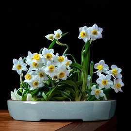 水仙花盆陶瓷大口径拼盘盆景盆造景水培铜钱草一叶莲无孔水养专用