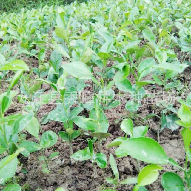 Сколько стоит саженец кипариса? Цена кипариса Jiangxi Cypress 2cm Cypress 5cm Tree