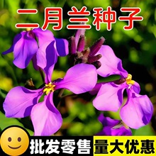 二月兰种子多年生宿根花卉诸葛菜花海庭院绿化秋播耐阴耐寒花籽子