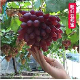 带花原盆原土阳光玫瑰妮娜皇后巨峰葡萄苗矮化阳台盆栽葡萄树果苗