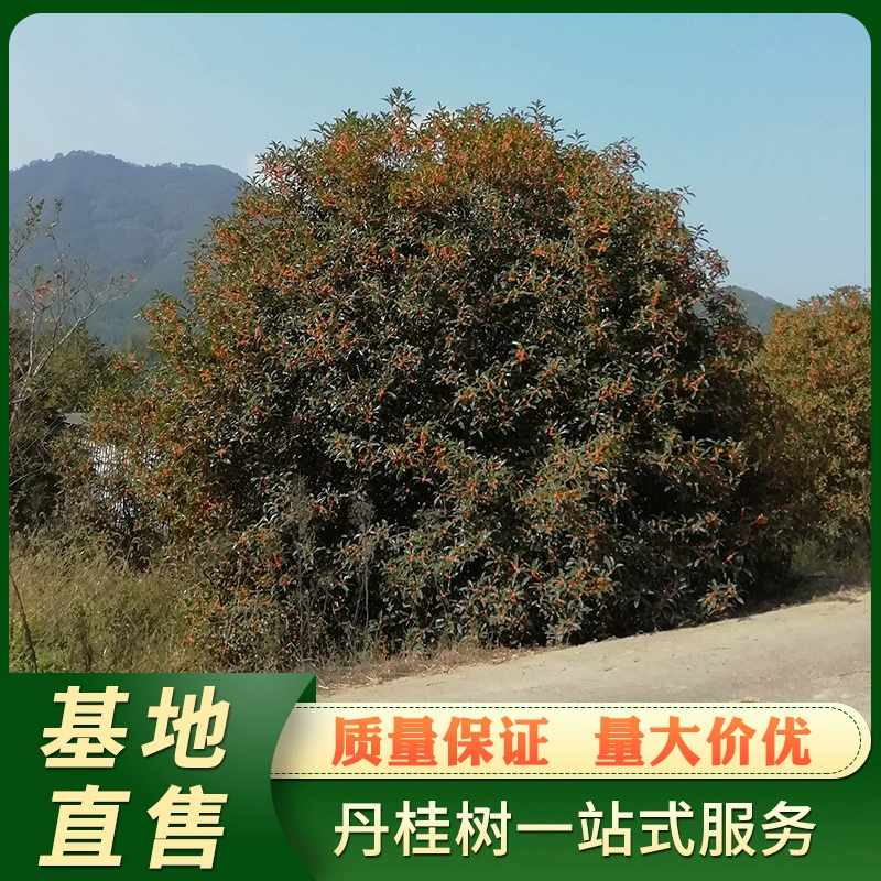 База напрямую продает Pucheng Dangui 10 см садовые деревья османтуса вечнозеленые круглый год зеленые деревья Оптовая загрузка
