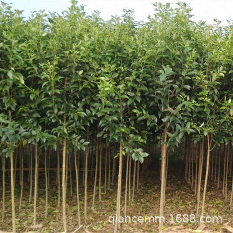 Базовые Оптовые саженцы Ligustrum lucidum для проекта озеленения