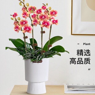 �����m���玧���������������m������͏d�҃�ֲ�ﻨ���ļ��_���B