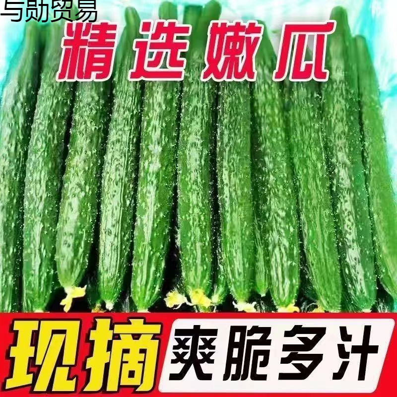 Freshly Picked Cucumbers, Farm-Grown Seasonal Vegetables, Fresh and Delicious, Raw, Crispy and Refreshing Cucumbers, Wholesale from Manufacturers