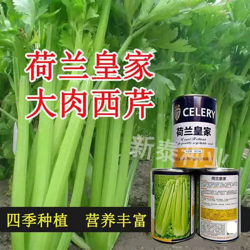 Голландский сельдерей, импортная термостойкая морозостойкая высокоурожайная, устойчивая к болезням теплица Courtyard Four Seasons, семена овощей, оригинальные товары
