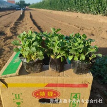 �a�����l �ر��� С���� �ɻ��ʸ� Դ�^�r�� �޸����� ���^����