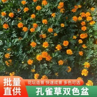 批发橙红色黄色孔雀草花苗孔雀草花苗双色盆花坛花海绿化景观花卉