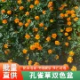 景观花海绿化橙红色孔雀草