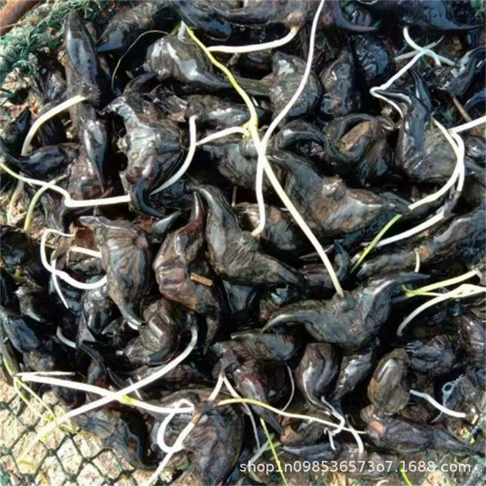 Семена водного каштана, семена старого водного каштана, черные саженцы водного каштана, саженцы водных растений, плавающие высоковысокопродуктивные семена крупного водного каштана.