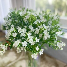青梅鲜花 云南花市青梅相思梅鲜花瓶插水养花店斗南基地直批