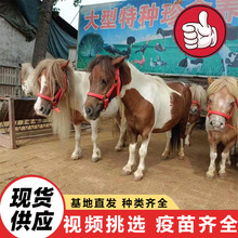 2025�Bֳ�����۰��_�R���w ���^��ͯ�^�p�T�˰��R ����С�R�x�r��