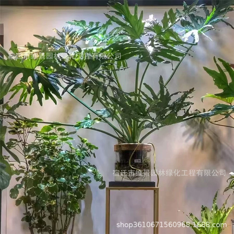 Весенние перья в горшках чешуя дракона весенний дождь растения весеннее Таро внутренние и наружные листья могут быть гидропонно культивируемыми зелеными растениями вечнозелеными All Seasons Бесплатная доставка