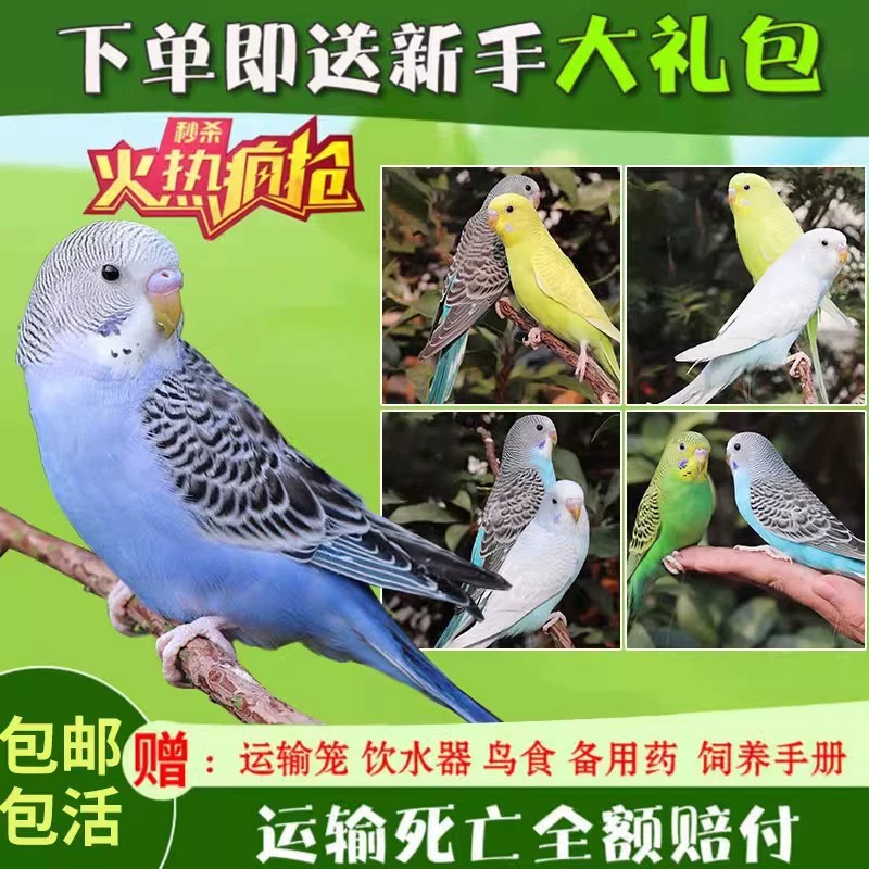 Парадовая клетка для попугая?