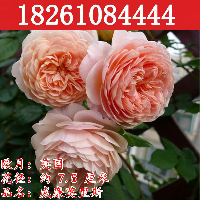 奥斯汀浓香月季花苗威廉莫里斯藤本大花玫瑰盆栽阳台露台楼顶植物|ru