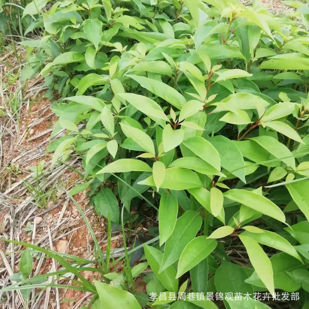香樟产地直销一年生香樟树苗 香樟小苗河南香樟湖南香樟香樟价格