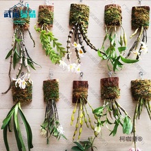 栽木板吊植石斛石斛杉木蝴蝶兰蝴蝶兰板造景蝶兰木桩铁皮板麦太保