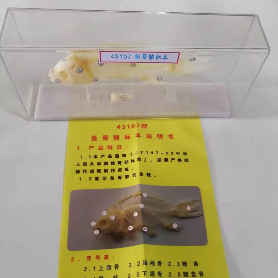 鱼骨骼标本J43107生物鱼骨标本初高中学生物模型实验器材教学仪器