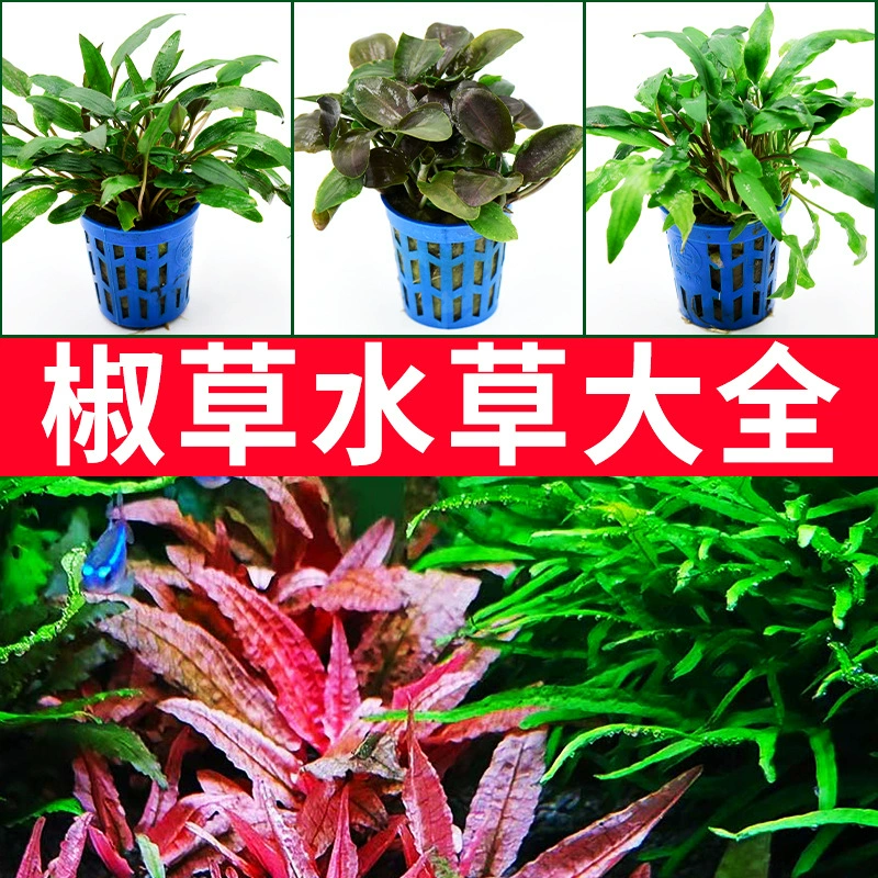 Водяная трава перец Трава большой полный перец Баньян ландшафтное растение украшение зеленого растения Венди перец Трава Пейзаж водяная трава перец Трава оптовая продажа фабрики оптом