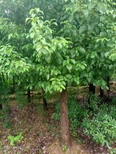香樟樹     移植香樟樹重慶江津  庭院綠化  四季常青   量大 價