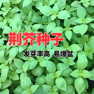 �G��˷N�Ѻ��ϴ��~���{���G���߲˷N�����ļ����N���ѿ��Ĳ˷N��