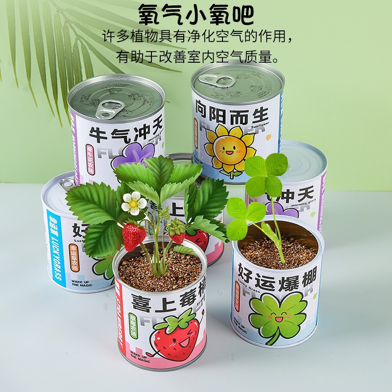 Student gift can potted plant indoor mini desktop small green plant children's planting net red can view potted plant