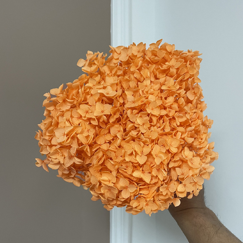 Yunnan Anna Hydrangea Flower Wholesale DIY Flower Preservation Flower Materiales de Regalo de Navidad