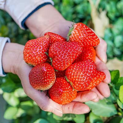 四川大凉山现摘甜草莓露天种植巧克力牛奶冬草莓新鲜水果一件代发