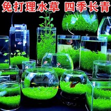����ˮ�ݷN���~���쾰�ײ�����С���~���Ѳݸ�ţë������ǰ������