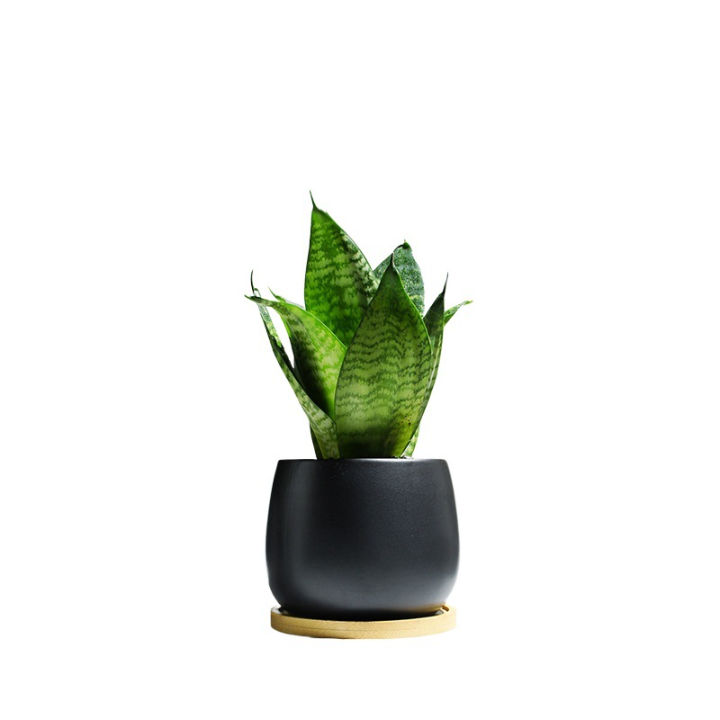 planta verde de orquídea de tigre, planta de aire purificado interior, orquídea de tigre, resistencia a la sombra, buena conservación de orquídea holandesa, planta de mesa en maceta