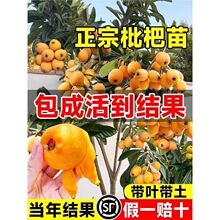【批把树树苗】_批把树树苗品牌/图片/价格_批把树树苗批发_阿里巴巴