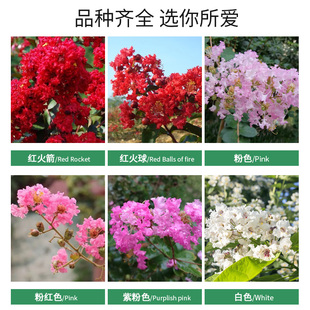 ��ޱ������Լt����t���y�Ә�ͥԺ���������ͺ�ֲ��G�����̘���