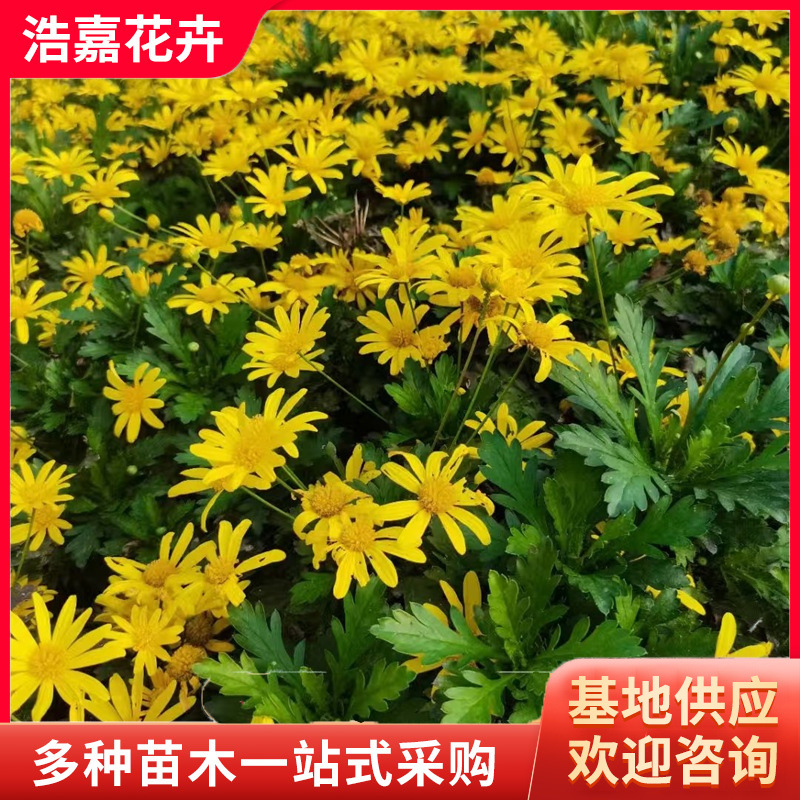 木春菊 室外盆栽黄金菊 庭院盆栽景区用苗绿化工程用 木春菊盆栽