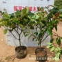 基地庭院绿化石楠石楠