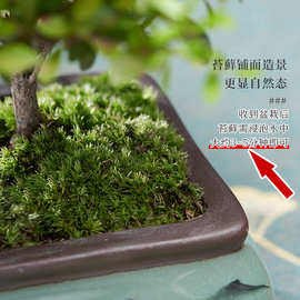 金丝楠木小叶赤楠盆景老桩盆栽苗办公室内花卉桌面小绿植四季好养