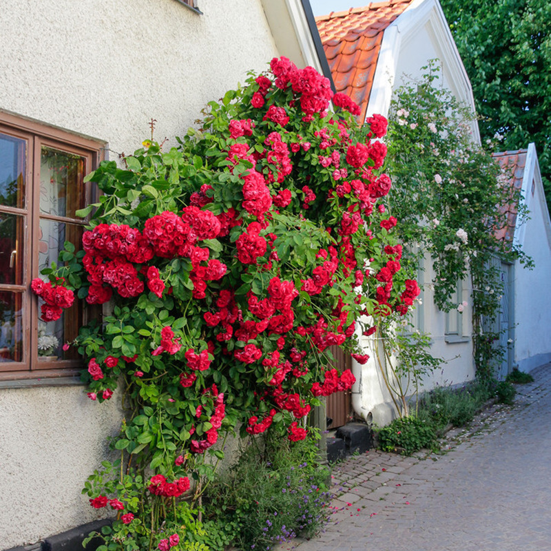 红木香花苗爬藤植物庭院蔷薇四季开花浓香红色甜蜜地栽盆栽植物苗