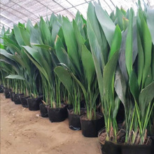 一叶兰盆栽植物室内客厅大叶观叶绿植四季常青耐寒耐阴花卉植物