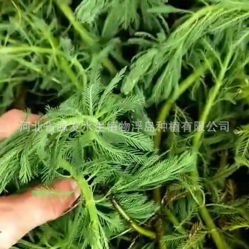 微信图片_202101241147235