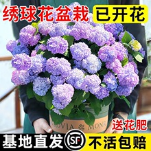 �����������҃Ⱥ��B�o�M�Ľ�����玧�����ļ��_��ͥԺ����ֲ��