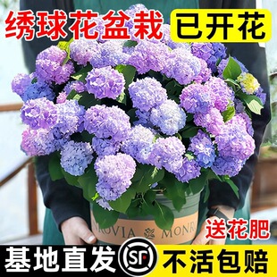 �����������҃Ⱥ��B�o�M�Ľ�����玧�����ļ��_��ͥԺ����ֲ��