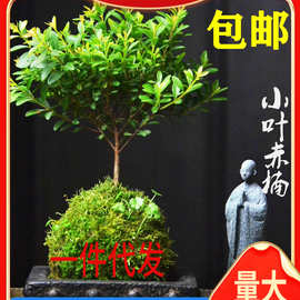 一件代发小叶赤楠苔藓球盆景植物花卉微景观水培办公室内好养四季